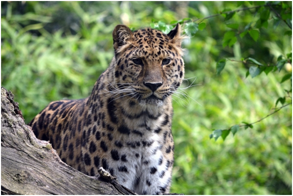 取自Flickr( Tim Strater)