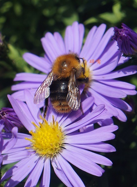 全球的蜂群正急速消失中。碎嘴/攝