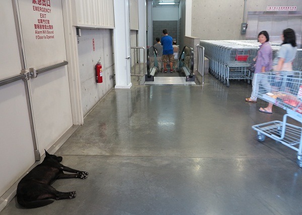 不會對顧客造成妨礙，店家也就任兩隻流浪狗白天在賣場玄關睡覺。蕭士塔/攝