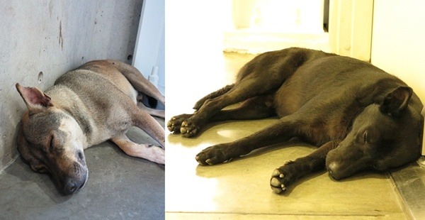 涼快的冷氣室，兩隻浪狗睡得好香，根本不理睬人。 蕭士塔/攝