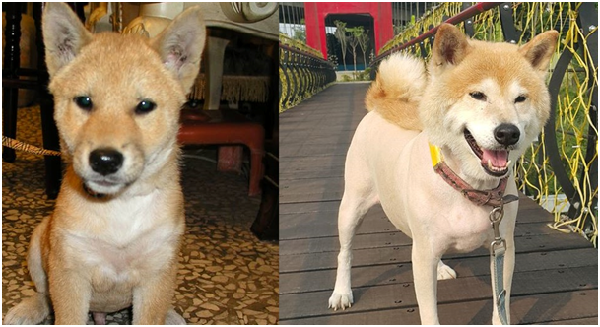 12年來，小武藤備受寵愛，完全看不出曾得過犬瘟熱。武藤也不忘呼籲，以領養代替購買，愛是不離不棄！　武藤/提供