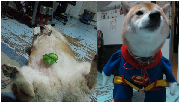 跟一般愛狗人一樣，武藤也喜歡幫毛孩子cosplay搞怪留下照片回憶。武藤/提供