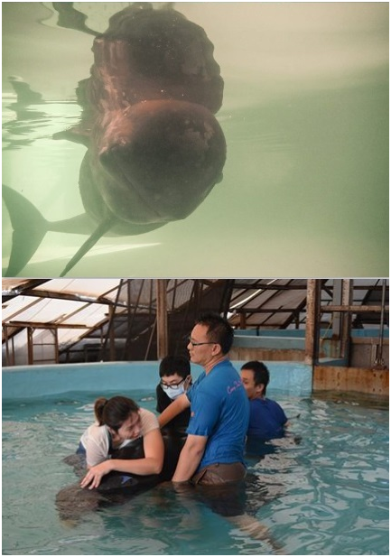 上圖：瘦弱的「小梧子」妹妹26日當晚進池即能自行漂浮，在志工們輪班照顧下，安然度過第一晚。下圖：5天救援仍不幸死亡，中心助理與志工們不捨擁抱送別。 成大海洋生物暨鯨豚研究中心助理吳小姐/提供