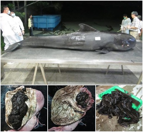 嘉大獸醫和成大海洋生物暨鯨豚研究中心人員徹夜進行解剖，發現小梧子胃裡滿滿的塑膠袋，還有食物零食包裝，就像吃下了整包家庭垃圾。  成大海洋生物暨鯨豚研究中心助理吳小姐/提供