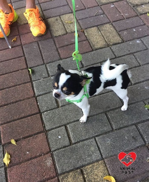 小小吉娃娃也有無限潛能，真是不能小覷了狗狗。 取自香港動物報