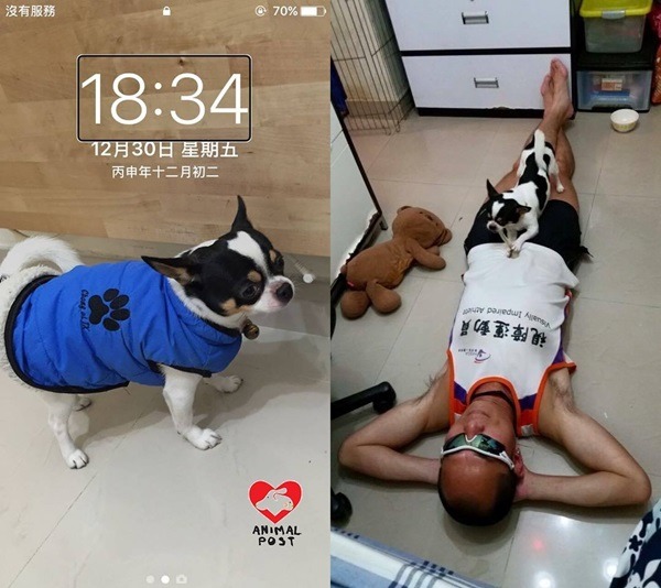 3公斤的吉娃娃Hugo，陪伴主人走過人生幽谷、越過生活障礙，是梁小偉心中的最佳導盲犬。 取自香港動物報