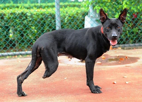 狗媽媽「小櫻」在產前誤中捕獸鋏，為了掙脫竟扯斷了右後腿。 新北動保處/提供