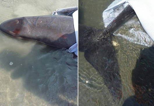 25日初步檢視結果，「小柚子」尾巴被網具纏住造成輕微擦傷，其餘無明顯外傷。 成大海洋生物暨鯨豚研究中心助理吳小姐／提供