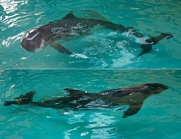 小虎鯨鈍圓的頭部，加上流線的身型而有「海中魚雷」之稱。鯨豚是恆溫動物，需要厚厚的鯨脂（脂肪）抵擋水域的低溫，保持身體恆溫。　志工李昕育／攝