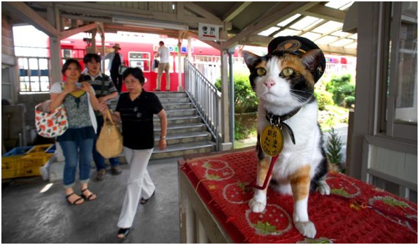 2008年升任「超級站長」的小玉，威風凜凜地坐在站長室前目送乘客。 取自朝日新聞