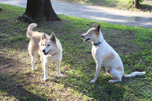增設校警不易，飼養受過訓練能看守校園的校犬，倒不失為維護校園安全的有效 措施。 江幸芸/攝