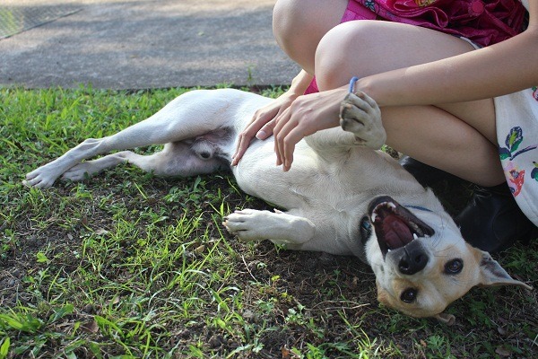 校園犬，是生命教育的活生生教材。 江幸芸/攝