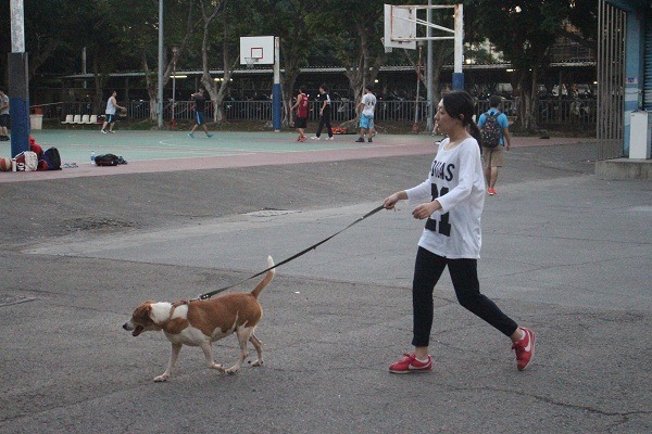 飼養校園犬守護校地，仍有相關的配套措施待思索。  江幸芸/攝