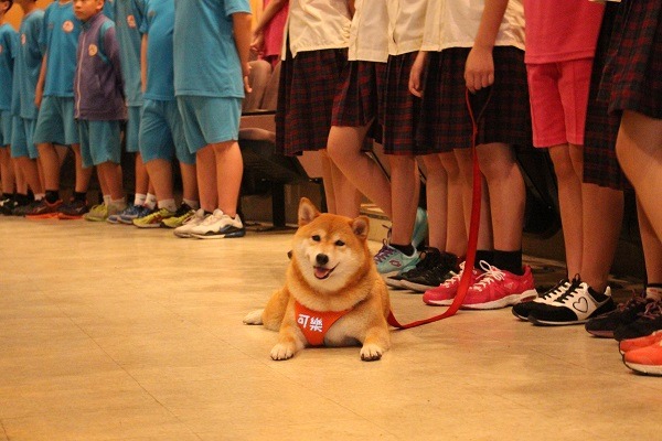 台灣已有 200多所學校養有校園犬 台灣動物新聞網資料照(江幸芸/攝)