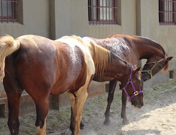 血清馬有著醒目特徵,那就是身體上的「千瘡百孔」----注射蛇毒和取血留下的密布針孔。 李娉婷/攝
