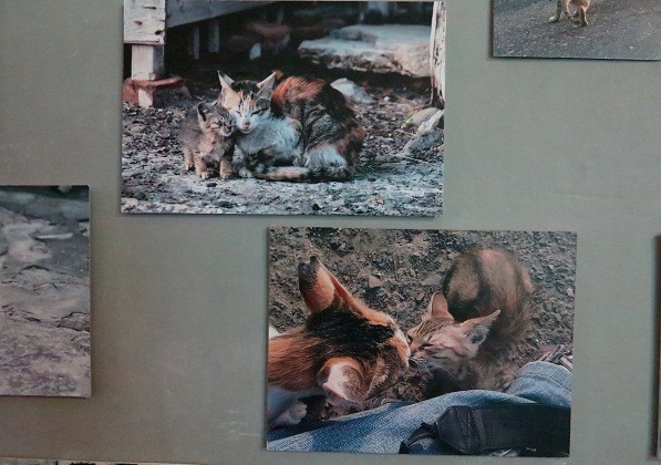 生老病死、喜怒哀樂在貓的真實世界上演。   蕭士塔/攝