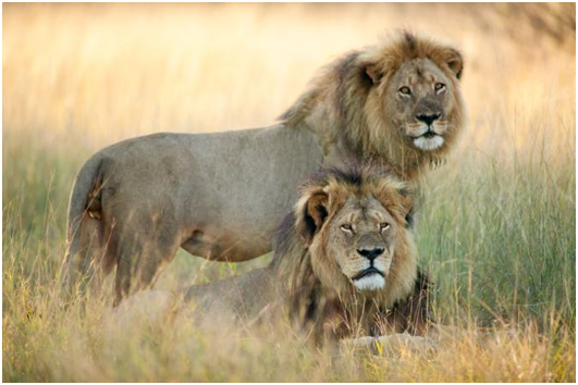 賽西爾（半臥）和牠兄弟傑里科（Jericho）共享由6隻母獅和大約24隻幼獅組成的家族。取自網路