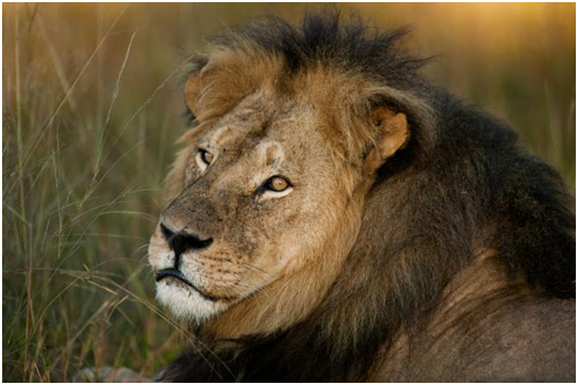 賽西爾被美國牙醫騙出國家公園後獵殺。 取自網路