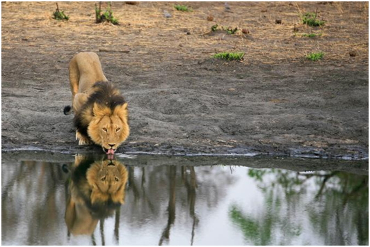 牙醫先以箭射傷賽西爾，追踪牠40個小時後，才用槍殺死牠。 取自網路