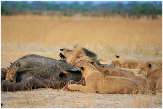 牙醫聲稱他以為是合法的狩獵，讓我們不得不質疑，到底狩獵大型動物的合法度是什麼？  取自網路