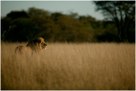 過去一個世紀中，非洲的獅子由20萬隻下降到3萬隻。賽西爾的死，引發了世界公憤，已有將近50萬人連署請願辛巴威停止發放狩獵許可證。 取自網路