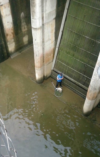 沒人知道這隻狗是怎麼跑到抽水站底部的，前來救援的動保員也只能涉險爬下，想盡辦法救牠脫困。  新北市動保處/提供