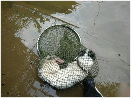 先用網子固定住狗，隨後再垂下纜線牢牢綑綁後吊上抽水站，才達成任務。新北市動保處/提供
