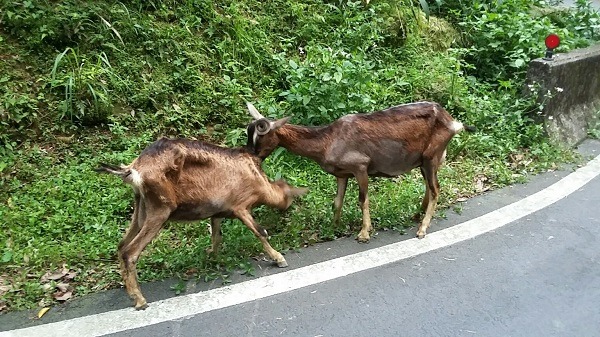 雙溪「不厭亭」附近一度出現2隻迷途山羊，徘徊於馬路上，身形削瘦，令人憐惜。 新北市動保處/提供