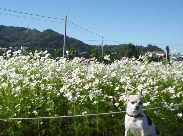 有台中後花園之稱的新社鄉，是個友善寵物的地方，讓毛孩和花朵比比看，那個比較美!    取自網路