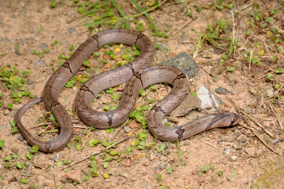 中國小頭蛇的成蛇。游崇瑋/提供