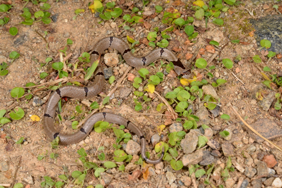 中國小頭蛇的幼蛇。游崇瑋/提供