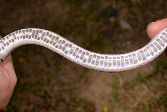 中國小頭蛇成蛇的腹面，紅色已消退。游崇瑋/提供