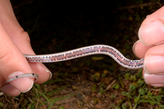 中國小頭蛇幼蛇的腹面，略帶紅色。游崇瑋/提供
