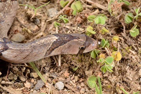 中國小頭蛇成蛇的頭頸部，帶有箭矢狀花紋。游崇瑋/提供