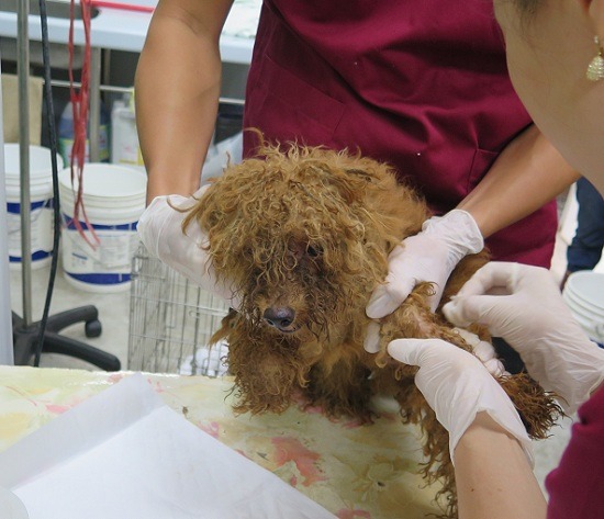 醫治已屆心絲蟲症中後期的病犬，需要龐大費用，考驗公立收容所的醫療資源，救與不救之間，是痛苦的抉擇。  台灣動物新聞網資料照(新北市動保處/提供) 