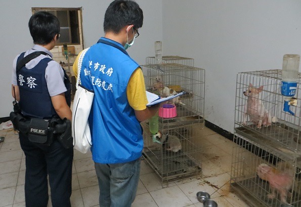 新北動保處人員會同動保警察17日在蘆洲區破獲一處非法繁殖場。 新北動保處/提供