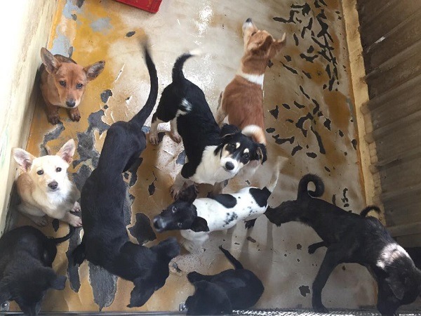 即日起到明年5月,新屋收容所的在養犬隻,只能住進臨時收容所,也令人擔心收容環境和品質。 取自「動保正義全民發聲」