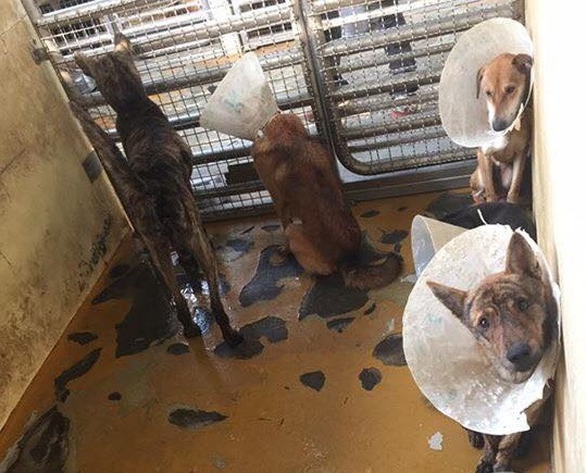 密集收容的環境易引發犬隻緊迫,而產生畏怯或暴戾行為,讓動保人士心痛。 取自窩窩 Wuowuo