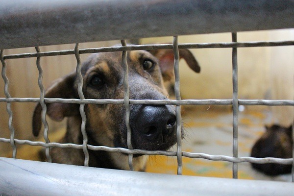 「零安樂」是收容所內動物的「福」還是「禍」?其實全繫於我們的手上,因為關鍵性的「零棄養」,必須依恃飼主的仁心善念。 何宜/攝
