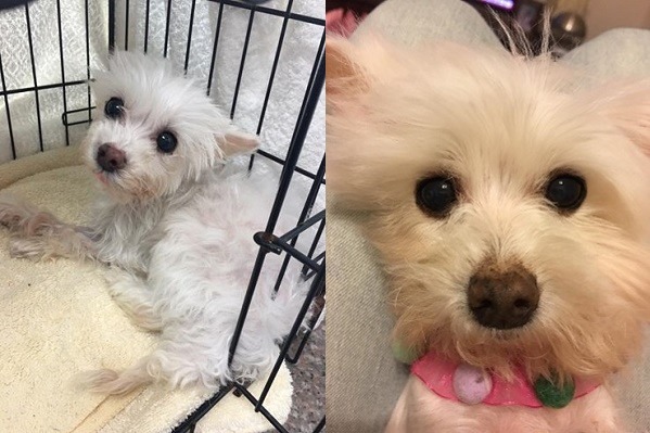 遭飼主惡意棄養的12歲「心心」，捱過子宮蓄膿的大手術，一度只剩0.9公斤，已不能行走的牠，目前也在接受安寧照顧。  林靚/提供