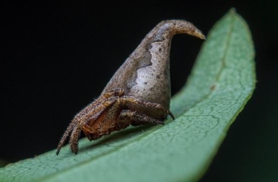 這個在印度西南部新發現的新品種蜘蛛，因為外形奇特，意外掀起媒體的報導風潮。  取自washingtonpost.com