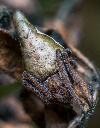 葛萊芬多毛圓蛛(Eriovixia gryffindori)的特寫鏡頭，牠其實只有0.7公分長。取自washingtonpost.com