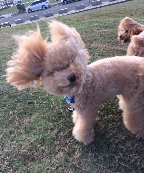 到了風城的南寮漁港，當然要拍照風吹狗的照片，才具代表性。    曾大年/攝