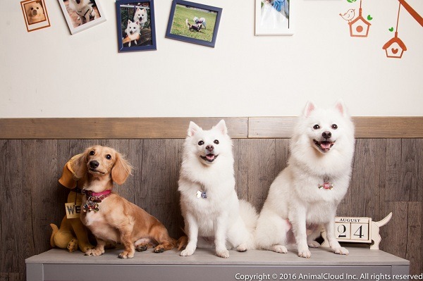 店狗（左起）瑞瑞、妹妹、旺旺，其中妹妹和旺旺都是救援來的。