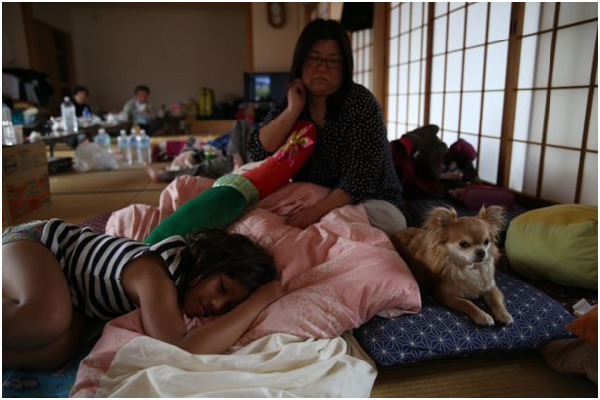 吉娃娃與飼主一起在熊本縣益城町公民館避難。15日晚間飼主避難時,暫將狗兒留在家中,獨自經歷16日凌晨的主震和房屋倒塌後,原本愛叫的吉娃娃變得異常安靜。 取自朝日新聞