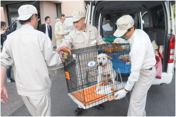 從熊本市到福岡県北九州市避難的狗兒。 取自每日新聞