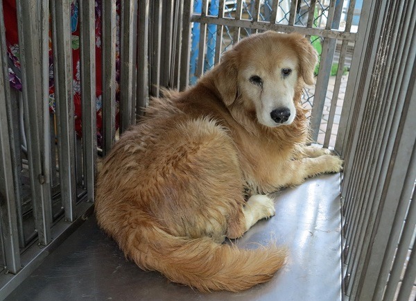 這隻黃金獵犬咬人而被送到動物之家，接著又咬傷獸醫師。蕭士塔/攝