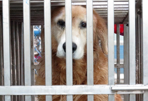 沒有防衛跡象就咬人，讓動物之家不敢推薦給一般民眾認養，可能要在收容所待一輩子。蕭士塔/攝
