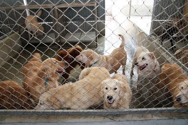 黃金獵犬、拉不拉多一度被大量棄養，成為收容所的常客。 蕭士塔/攝