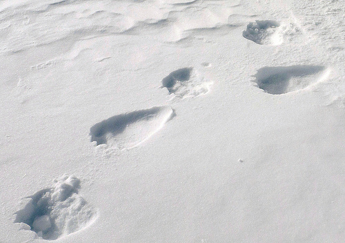雪地上的熊腳印。   取自Pelo Pantón